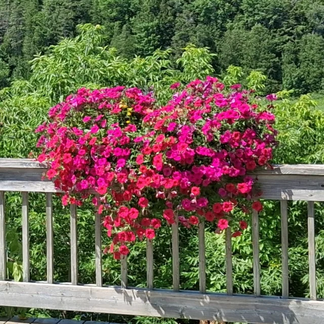 This heart-shaped bouquet is just perfect! 💐❤️ Huge thanks to our Beautification Department for their creativity and effort in making our District feel so welcoming and full of life!
#Exploredcn #localphotography #localphoto #photography #flowers #boardwalk #flowerlovers #BoardWalkVibes